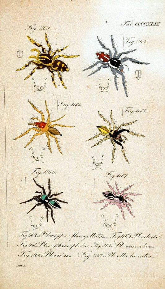 Die Arachniden :.NÃ¼rnberg :In der C. H. Zeh'schen Buchhandlung,1831-1848.  | Arachnida  | Vintage Print Reproduction 470956