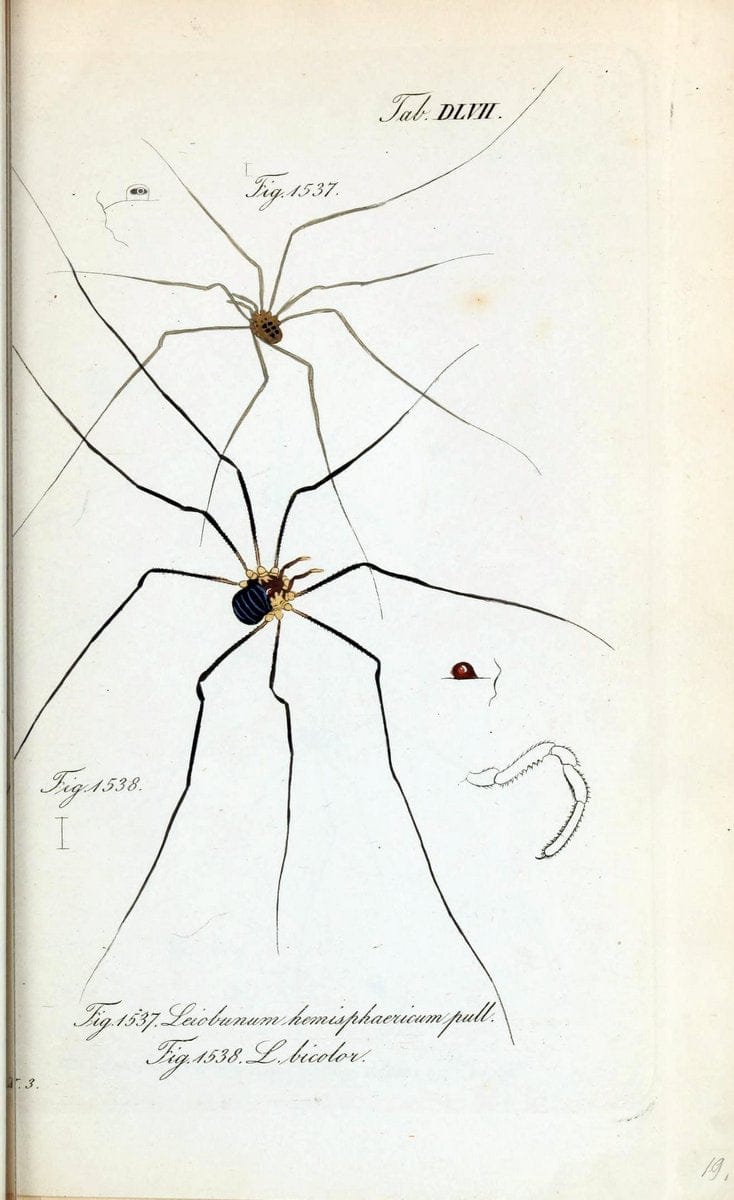 Die Arachniden :.NÃ¼rnberg :In der C. H. Zeh'schen Buchhandlung,1831-1848.  | Arachnida  | Vintage Print Reproduction 470957