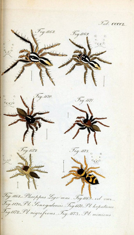 Die Arachniden :.NÃ¼rnberg :In der C. H. Zeh'schen Buchhandlung,1831-1848.  | Arachnida  | Vintage Print Reproduction 470958
