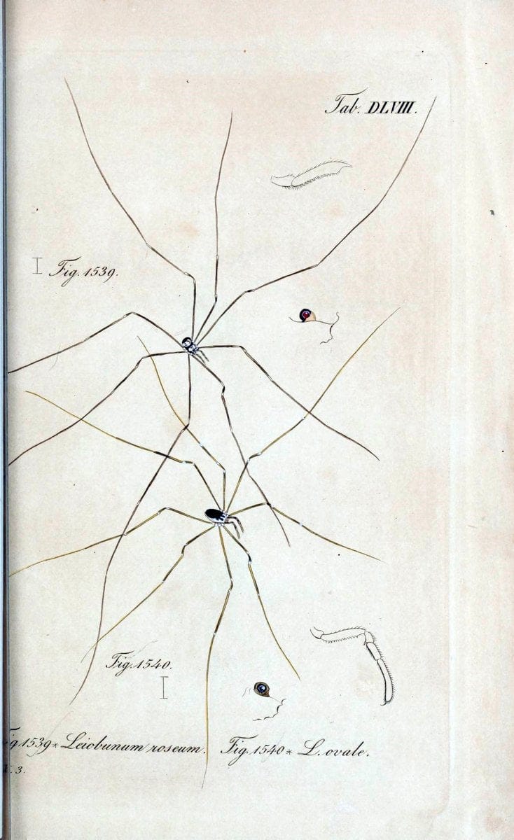 Die Arachniden :.NÃ¼rnberg :In der C. H. Zeh'schen Buchhandlung,1831-1848.  | Arachnida  | Vintage Print Reproduction 470959