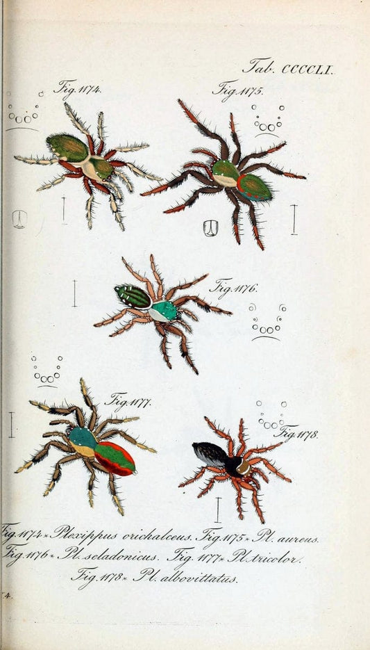 Die Arachniden :.NÃ¼rnberg :In der C. H. Zeh'schen Buchhandlung,1831-1848.  | Arachnida  | Vintage Print Reproduction 470960