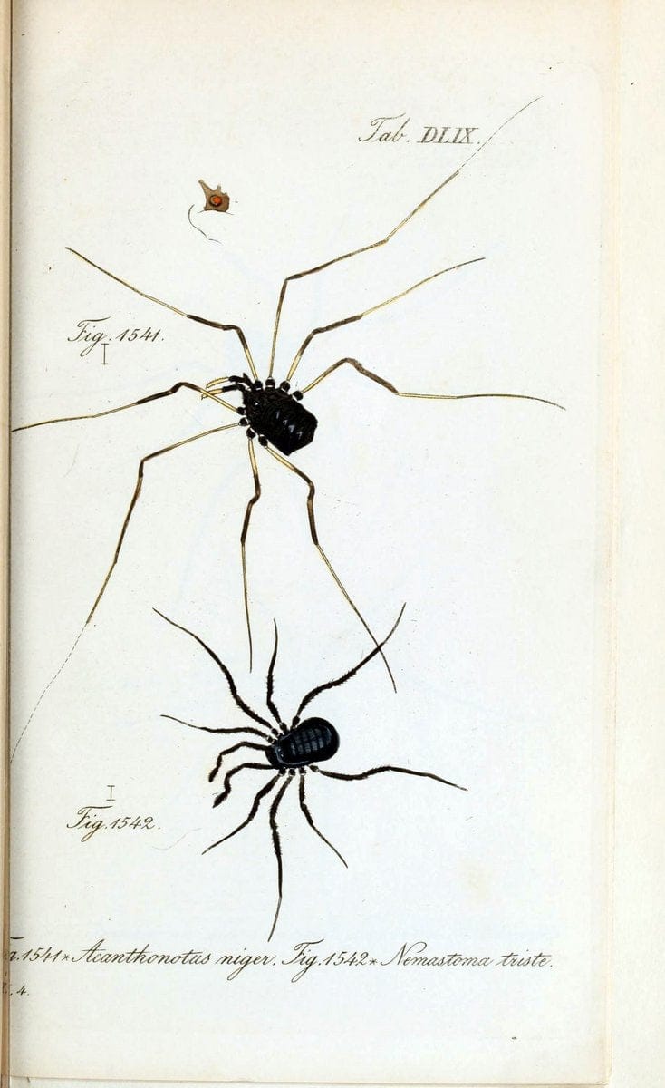 Die Arachniden :.NÃ¼rnberg :In der C. H. Zeh'schen Buchhandlung,1831-1848.  | Arachnida  | Vintage Print Reproduction 470961