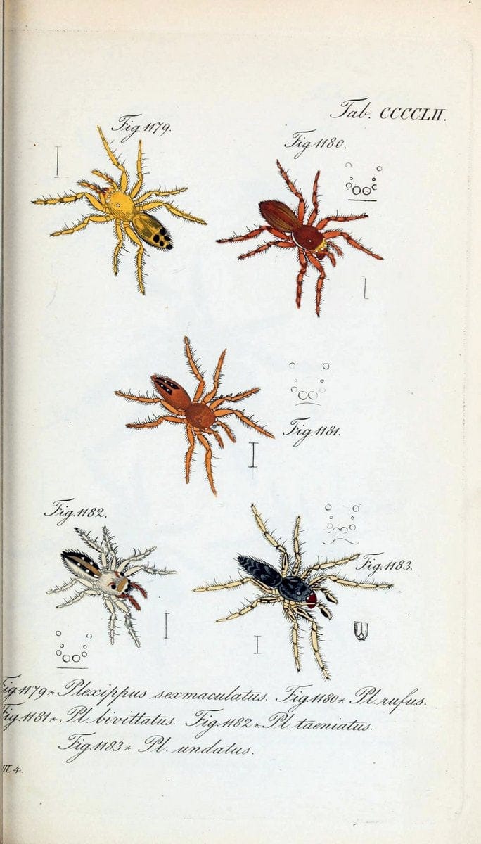 Die Arachniden :.NÃ¼rnberg :In der C. H. Zeh'schen Buchhandlung,1831-1848.  | Arachnida  | Vintage Print Reproduction 470962