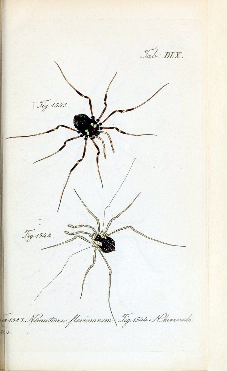 Die Arachniden :.NÃ¼rnberg :In der C. H. Zeh'schen Buchhandlung,1831-1848.  | Arachnida  | Vintage Print Reproduction 470963