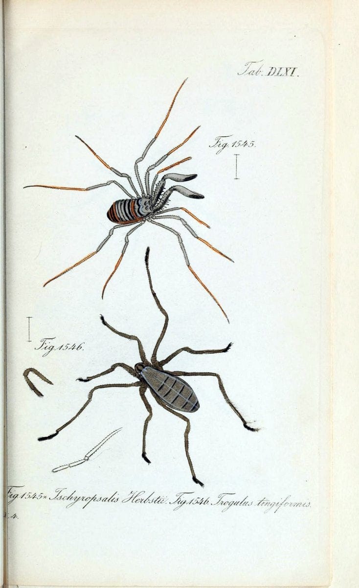 Die Arachniden :.NÃ¼rnberg :In der C. H. Zeh'schen Buchhandlung,1831-1848.  | Arachnida  | Vintage Print Reproduction 470965