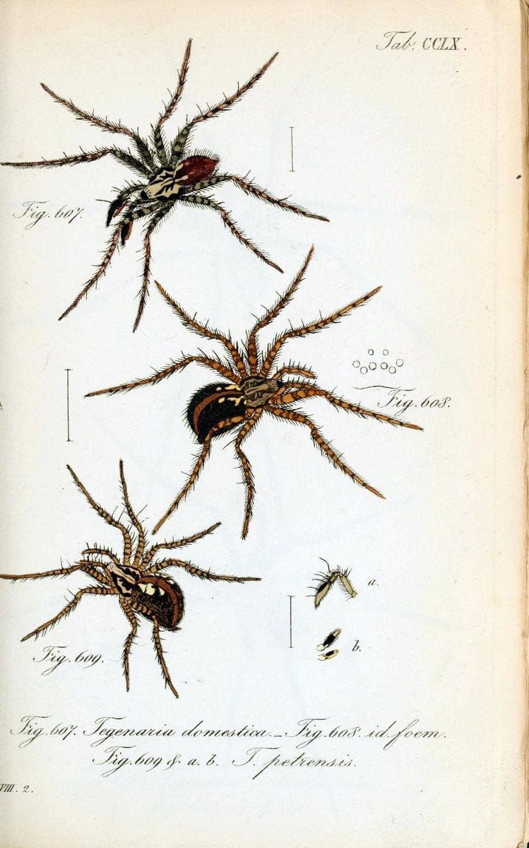 Die Arachniden :.NÃ¼rnberg :In der C. H. Zeh'schen Buchhandlung,1831-1848.  | Arachnida  | Vintage Print Reproduction 470966
