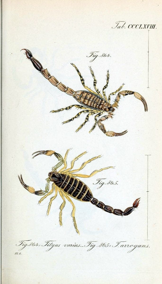 Die Arachniden :.NÃ¼rnberg :In der C. H. Zeh'schen Buchhandlung,1831-1848.  | Arachnida  | Vintage Print Reproduction 470967