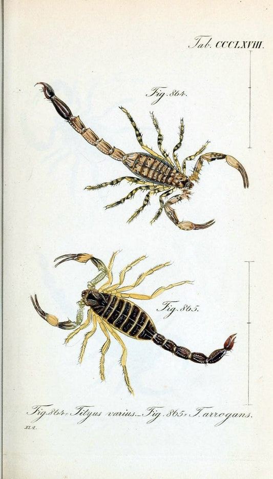 Die Arachniden :.NÃ¼rnberg :In der C. H. Zeh'schen Buchhandlung,1831-1848.  | Arachnida  | Vintage Print Reproduction 470967
