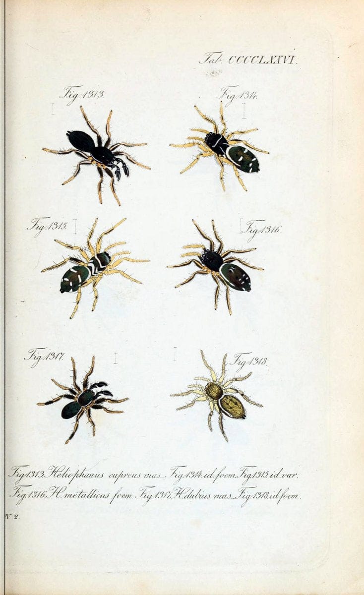 Die Arachniden :.NÃ¼rnberg :In der C. H. Zeh'schen Buchhandlung,1831-1848.  | Arachnida  | Vintage Print Reproduction 470968