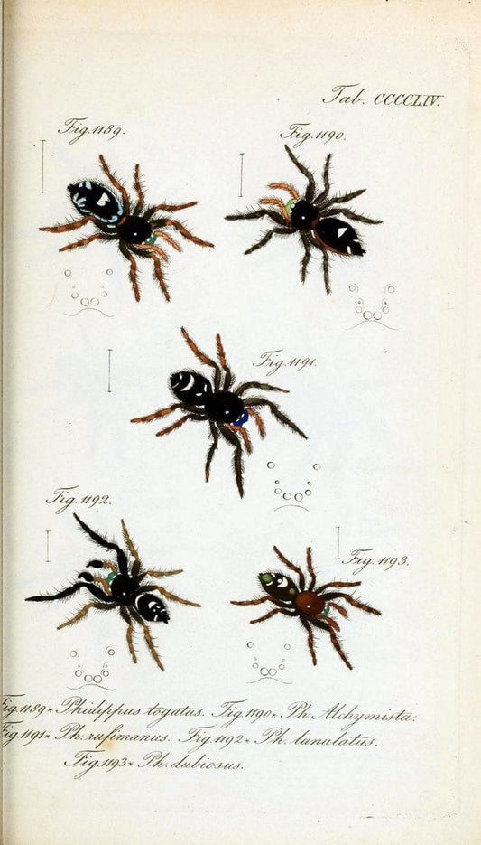 Die Arachniden :.NÃ¼rnberg :In der C. H. Zeh'schen Buchhandlung,1831-1848.  | Arachnida  | Vintage Print Reproduction 470969