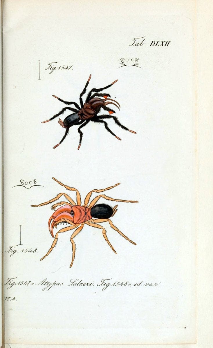 Die Arachniden :.NÃ¼rnberg :In der C. H. Zeh'schen Buchhandlung,1831-1848.  | Arachnida  | Vintage Print Reproduction 470970