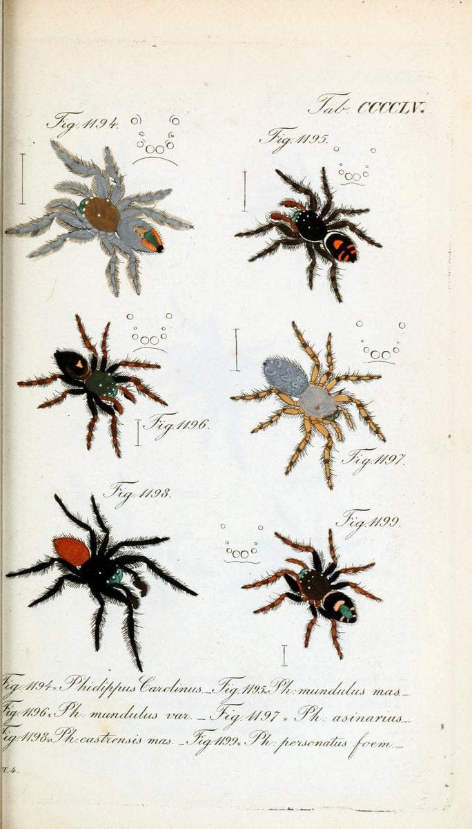 Die Arachniden :.NÃ¼rnberg :In der C. H. Zeh'schen Buchhandlung,1831-1848.  | Arachnida  | Vintage Print Reproduction 470971