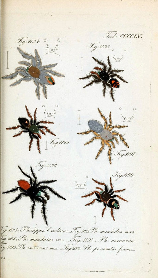 Die Arachniden :.NÃ¼rnberg :In der C. H. Zeh'schen Buchhandlung,1831-1848.  | Arachnida  | Vintage Print Reproduction 470971