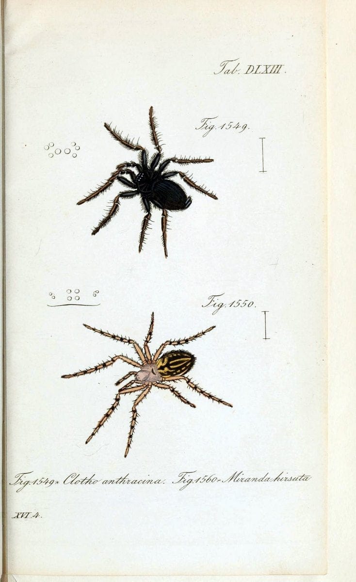 Die Arachniden :.NÃ¼rnberg :In der C. H. Zeh'schen Buchhandlung,1831-1848.  | Arachnida  | Vintage Print Reproduction 470972