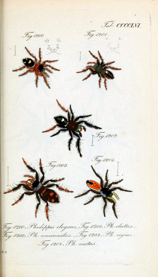 Die Arachniden :.NÃ¼rnberg :In der C. H. Zeh'schen Buchhandlung,1831-1848.  | Arachnida  | Vintage Print Reproduction 470973