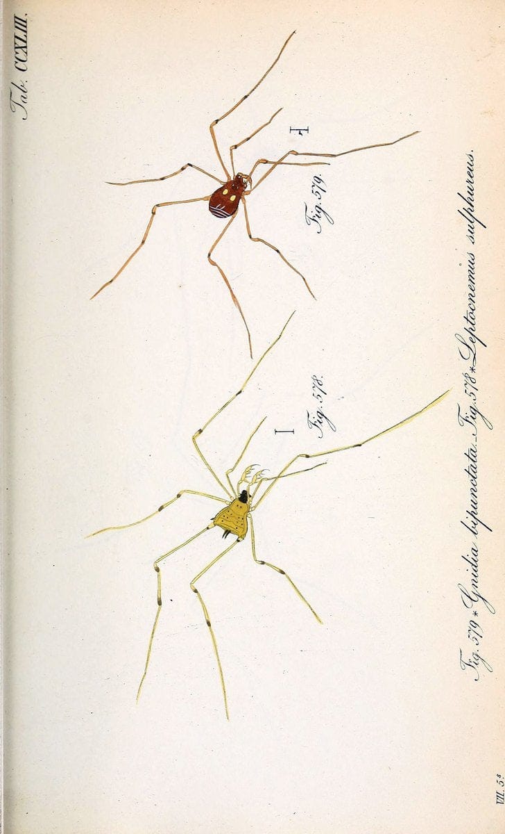 Die Arachniden :.NÃ¼rnberg :In der C. H. Zeh'schen Buchhandlung,1831-1848.  | Arachnida  | Vintage Print Reproduction 470974