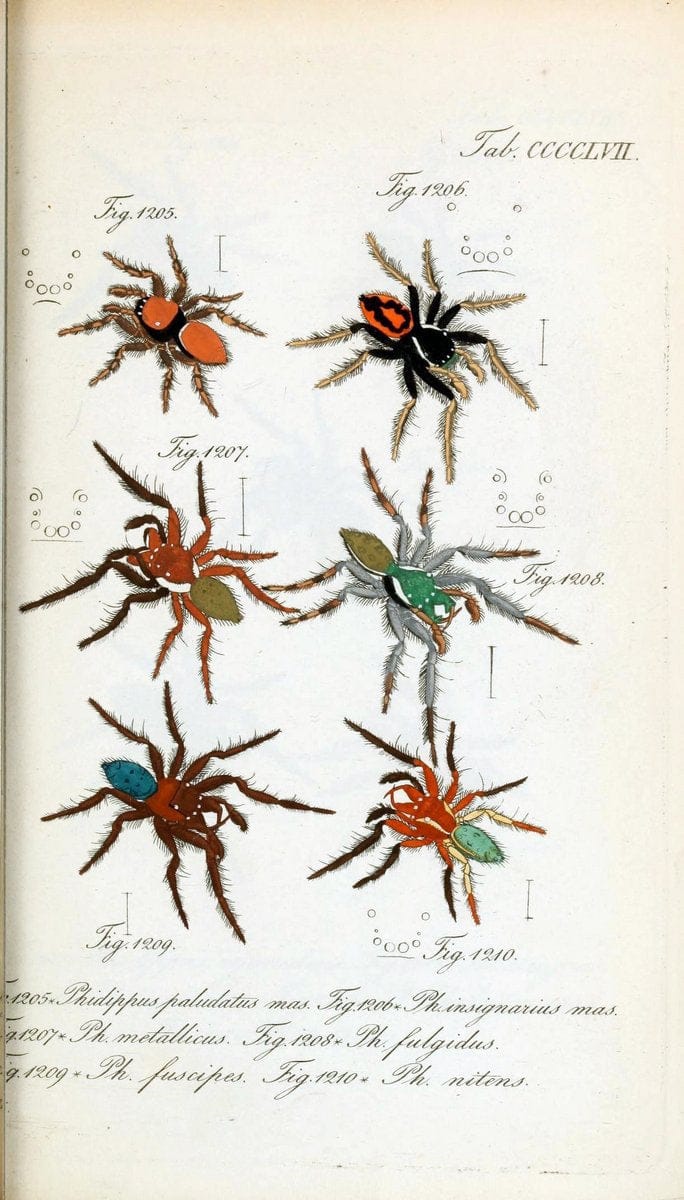 Die Arachniden :.NÃ¼rnberg :In der C. H. Zeh'schen Buchhandlung,1831-1848.  | Arachnida  | Vintage Print Reproduction 470975