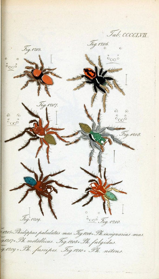 Die Arachniden :.NÃ¼rnberg :In der C. H. Zeh'schen Buchhandlung,1831-1848.  | Arachnida  | Vintage Print Reproduction 470975