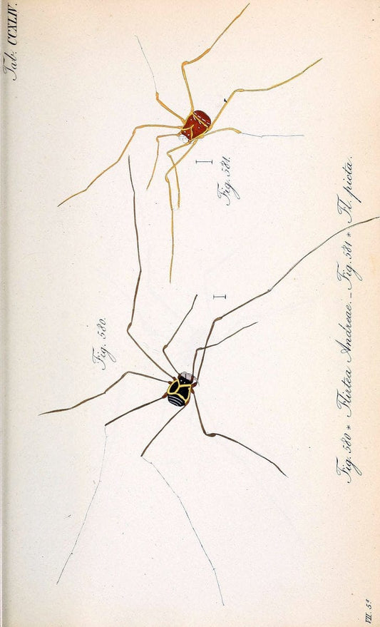 Die Arachniden :.NÃ¼rnberg :In der C. H. Zeh'schen Buchhandlung,1831-1848.  | Arachnida  | Vintage Print Reproduction 470976