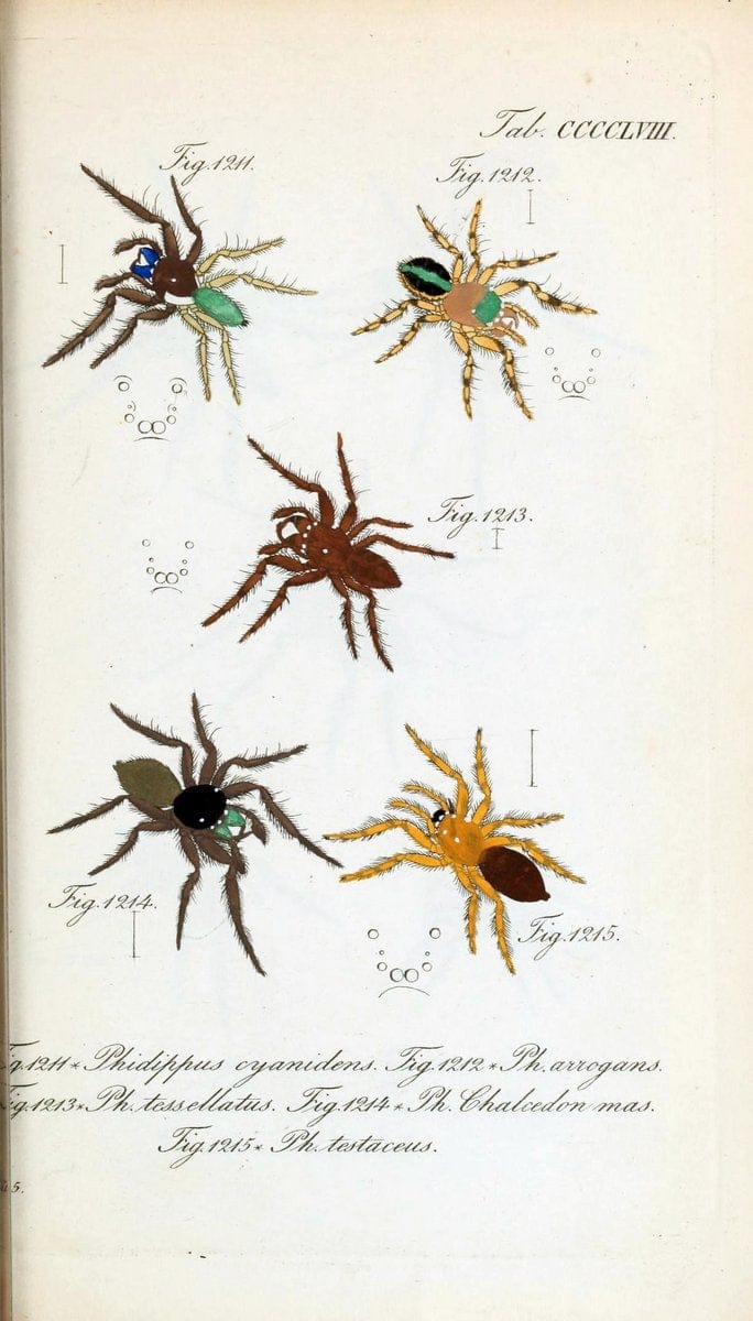 Die Arachniden :.NÃ¼rnberg :In der C. H. Zeh'schen Buchhandlung,1831-1848.  | Arachnida  | Vintage Print Reproduction 470977