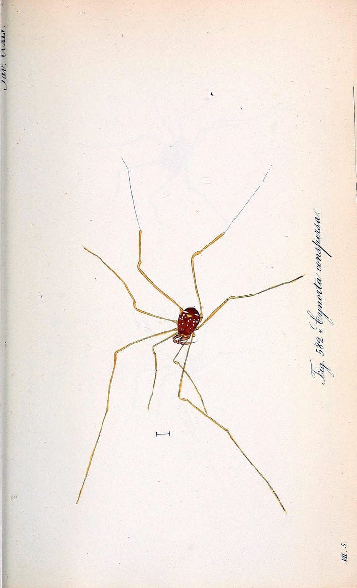 Die Arachniden :.NÃ¼rnberg :In der C. H. Zeh'schen Buchhandlung,1831-1848.  | Arachnida  | Vintage Print Reproduction 470978