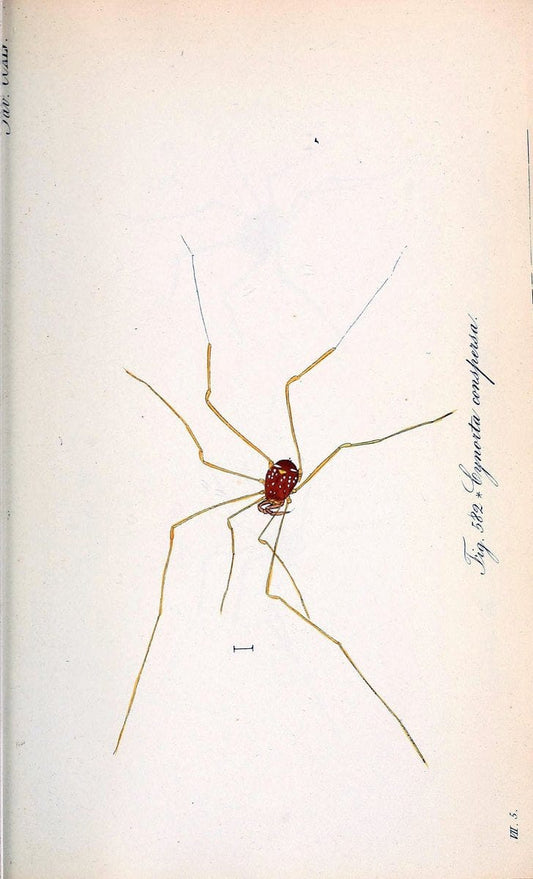 Die Arachniden :.NÃ¼rnberg :In der C. H. Zeh'schen Buchhandlung,1831-1848.  | Arachnida  | Vintage Print Reproduction 470978