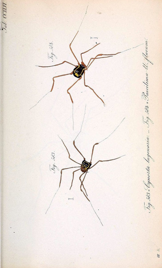 Die Arachniden :.NÃ¼rnberg :In der C. H. Zeh'schen Buchhandlung,1831-1848.  | Arachnida  | Vintage Print Reproduction 470980