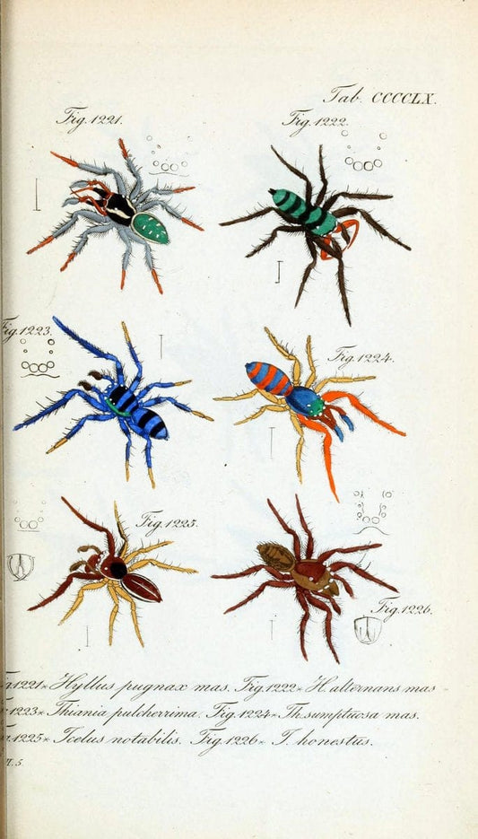 Die Arachniden :.NÃ¼rnberg :In der C. H. Zeh'schen Buchhandlung,1831-1848.  | Arachnida  | Vintage Print Reproduction 470981