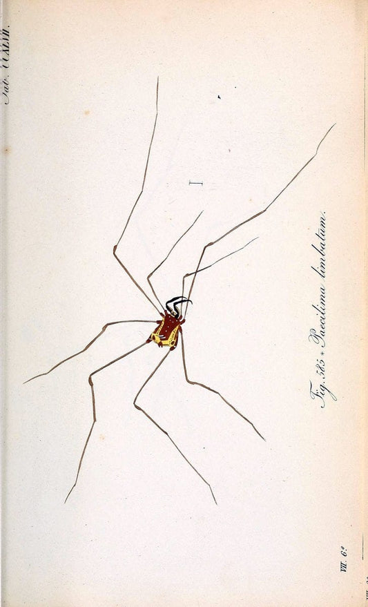 Die Arachniden :.NÃ¼rnberg :In der C. H. Zeh'schen Buchhandlung,1831-1848.  | Arachnida  | Vintage Print Reproduction 470982