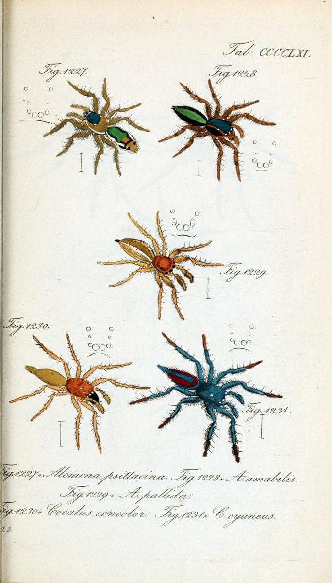 Die Arachniden :.NÃ¼rnberg :In der C. H. Zeh'schen Buchhandlung,1831-1848.  | Arachnida  | Vintage Print Reproduction 470983