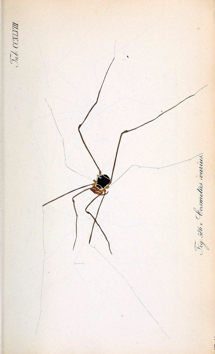 Die Arachniden :.NÃ¼rnberg :In der C. H. Zeh'schen Buchhandlung,1831-1848.  | Arachnida  | Vintage Print Reproduction 470984