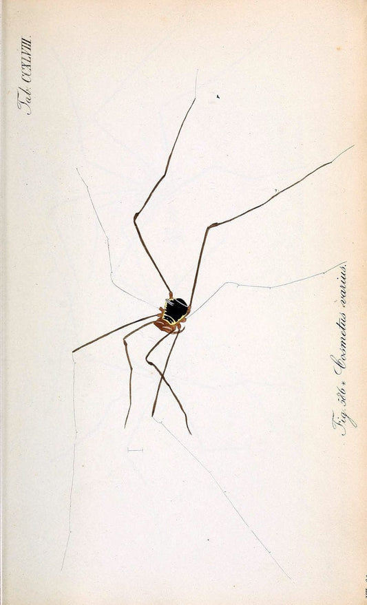 Die Arachniden :.NÃ¼rnberg :In der C. H. Zeh'schen Buchhandlung,1831-1848.  | Arachnida  | Vintage Print Reproduction 470984