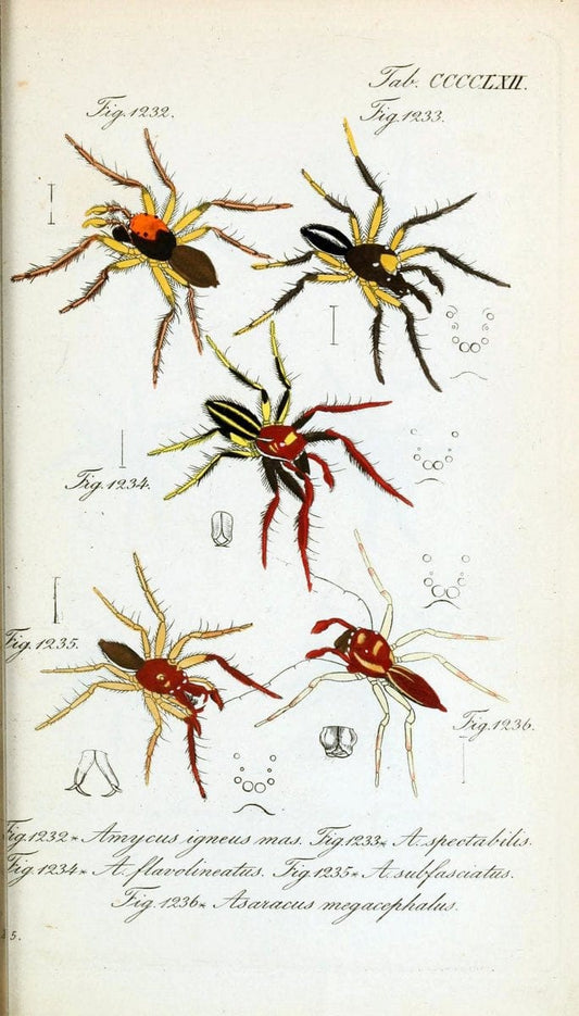 Die Arachniden :.NÃ¼rnberg :In der C. H. Zeh'schen Buchhandlung,1831-1848.  | Arachnida  | Vintage Print Reproduction 470985