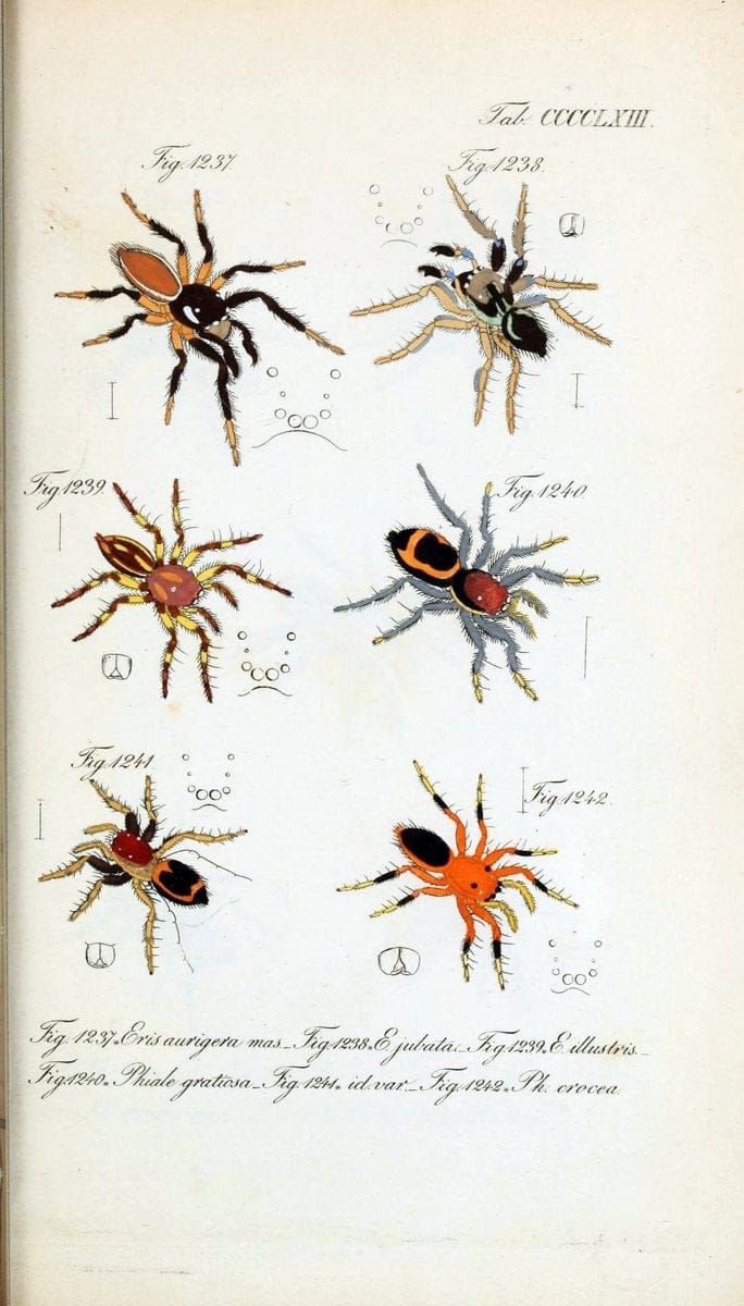 Die Arachniden :.NÃ¼rnberg :In der C. H. Zeh'schen Buchhandlung,1831-1848.  | Arachnida  | Vintage Print Reproduction 470987