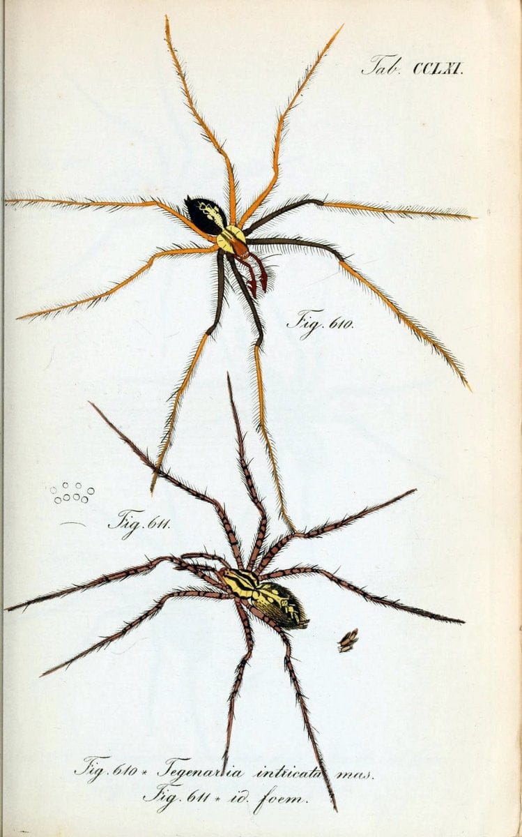 Die Arachniden :.NÃ¼rnberg :In der C. H. Zeh'schen Buchhandlung,1831-1848.  | Arachnida  | Vintage Print Reproduction 470988