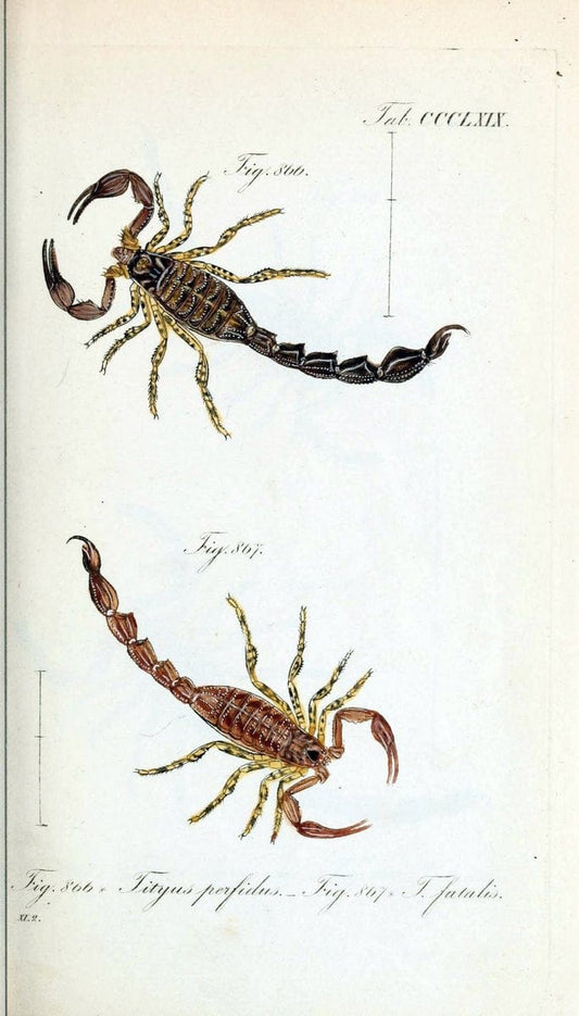 Die Arachniden :.NÃ¼rnberg :In der C. H. Zeh'schen Buchhandlung,1831-1848.  | Arachnida  | Vintage Print Reproduction 470989