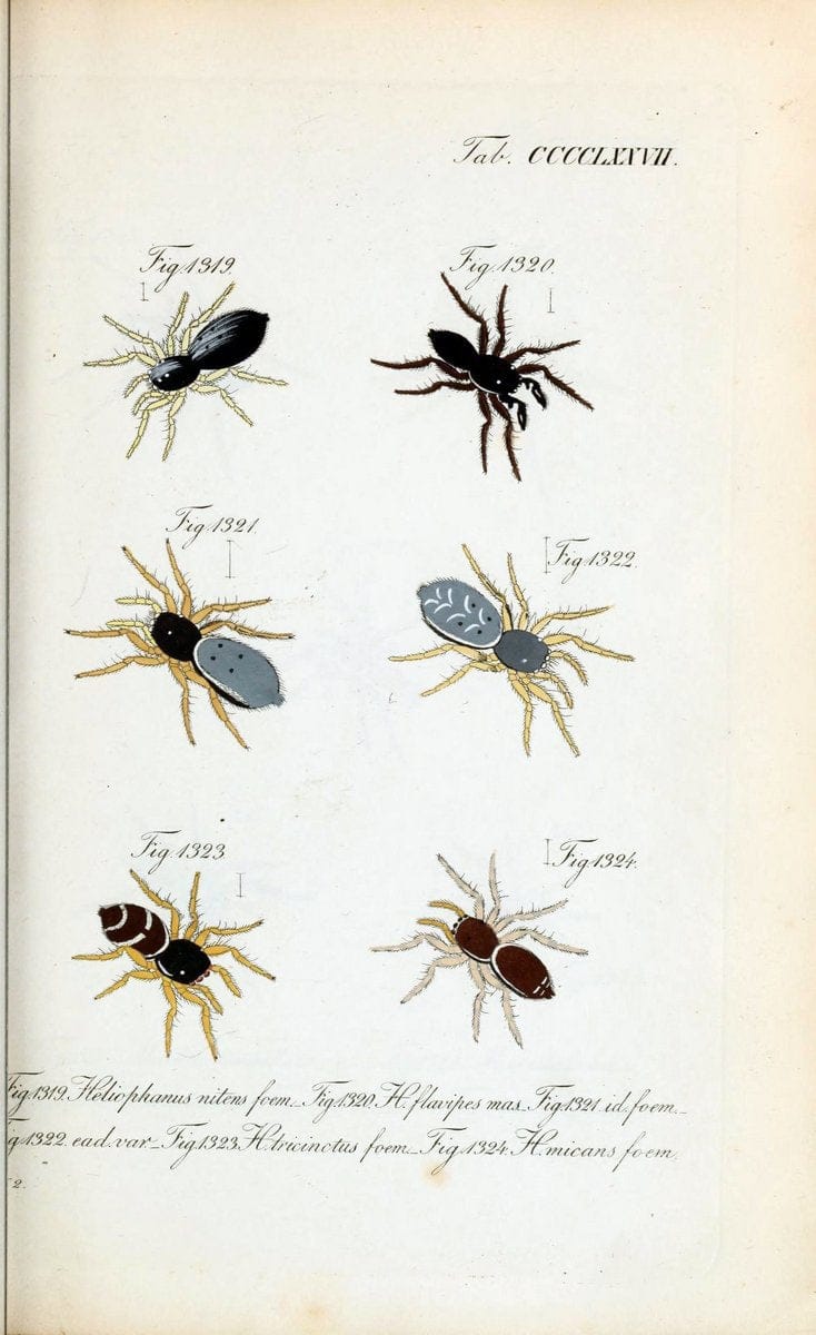 Die Arachniden :.NÃ¼rnberg :In der C. H. Zeh'schen Buchhandlung,1831-1848.  | Arachnida  | Vintage Print Reproduction 470990
