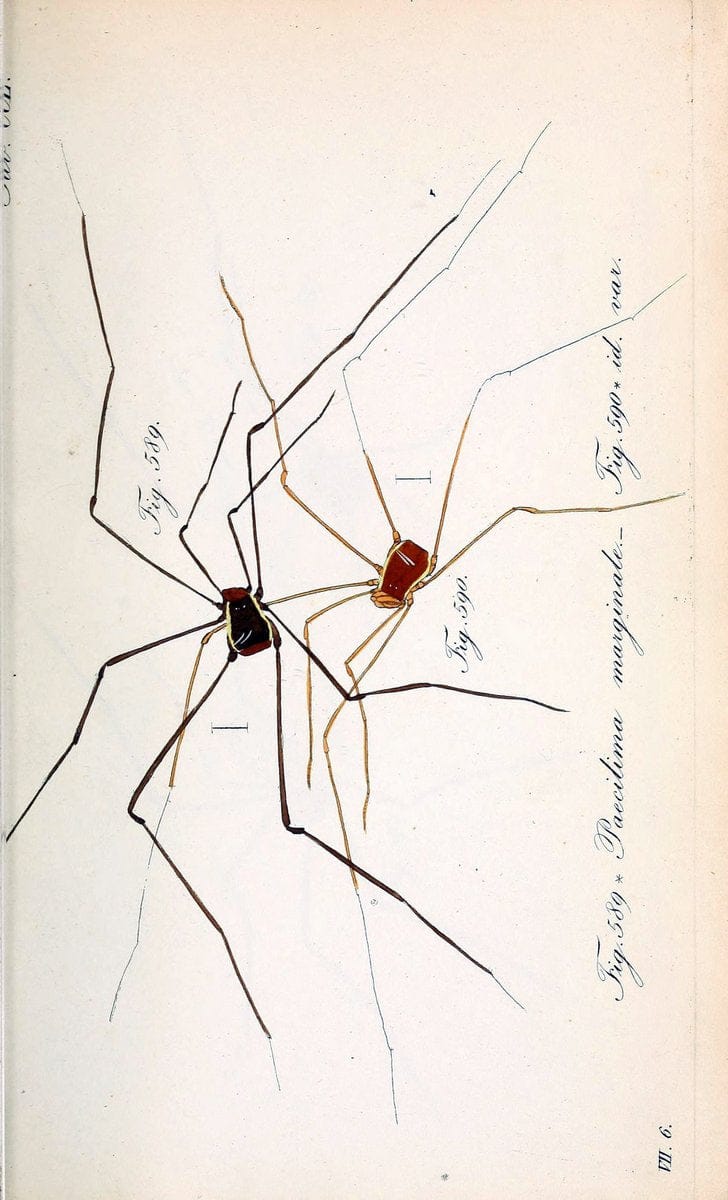 Die Arachniden :.NÃ¼rnberg :In der C. H. Zeh'schen Buchhandlung,1831-1848.  | Arachnida  | Vintage Print Reproduction 470991