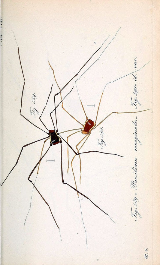Die Arachniden :.NÃ¼rnberg :In der C. H. Zeh'schen Buchhandlung,1831-1848.  | Arachnida  | Vintage Print Reproduction 470991