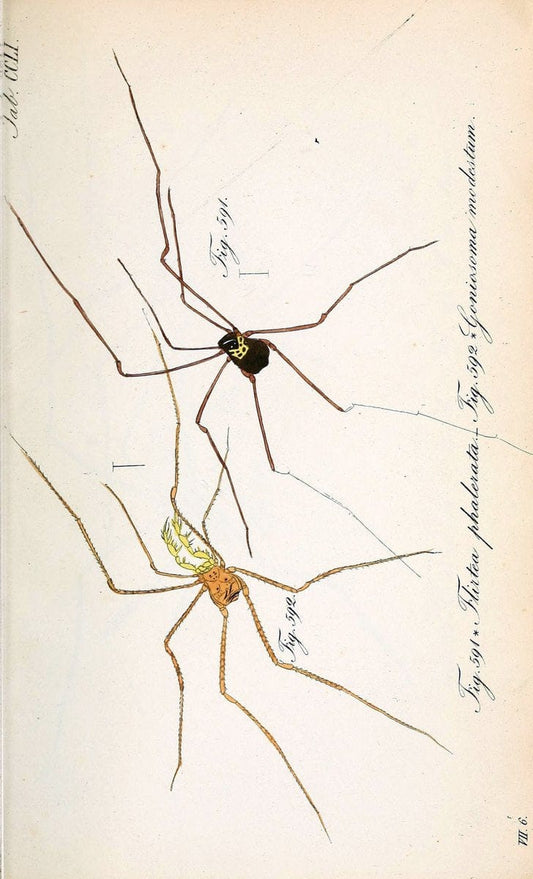 Die Arachniden :.NÃ¼rnberg :In der C. H. Zeh'schen Buchhandlung,1831-1848.  | Arachnida  | Vintage Print Reproduction 470993