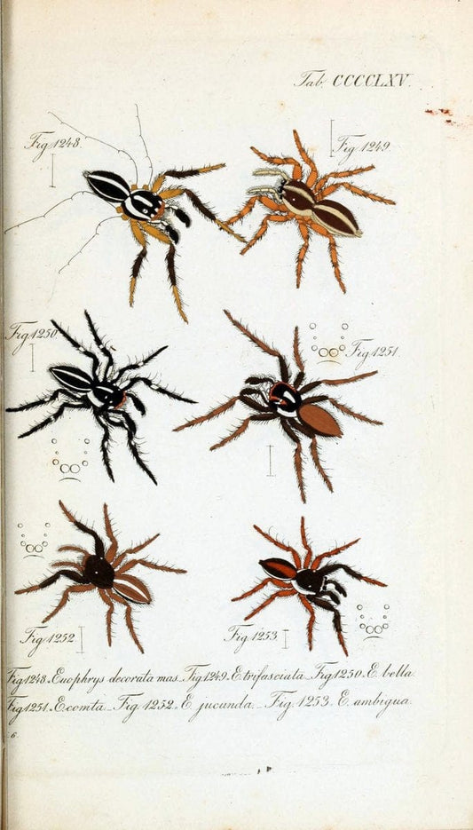 Die Arachniden :.NÃ¼rnberg :In der C. H. Zeh'schen Buchhandlung,1831-1848.  | Arachnida  | Vintage Print Reproduction 470994