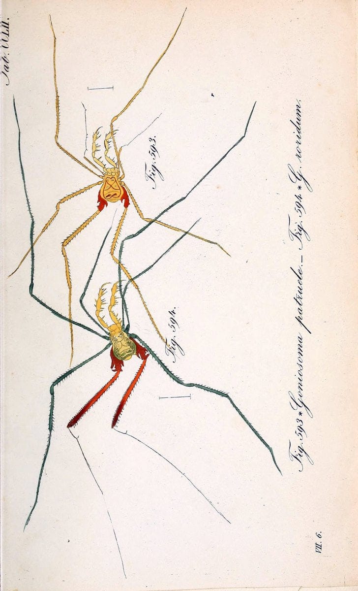 Die Arachniden :.NÃ¼rnberg :In der C. H. Zeh'schen Buchhandlung,1831-1848.  | Arachnida  | Vintage Print Reproduction 470995