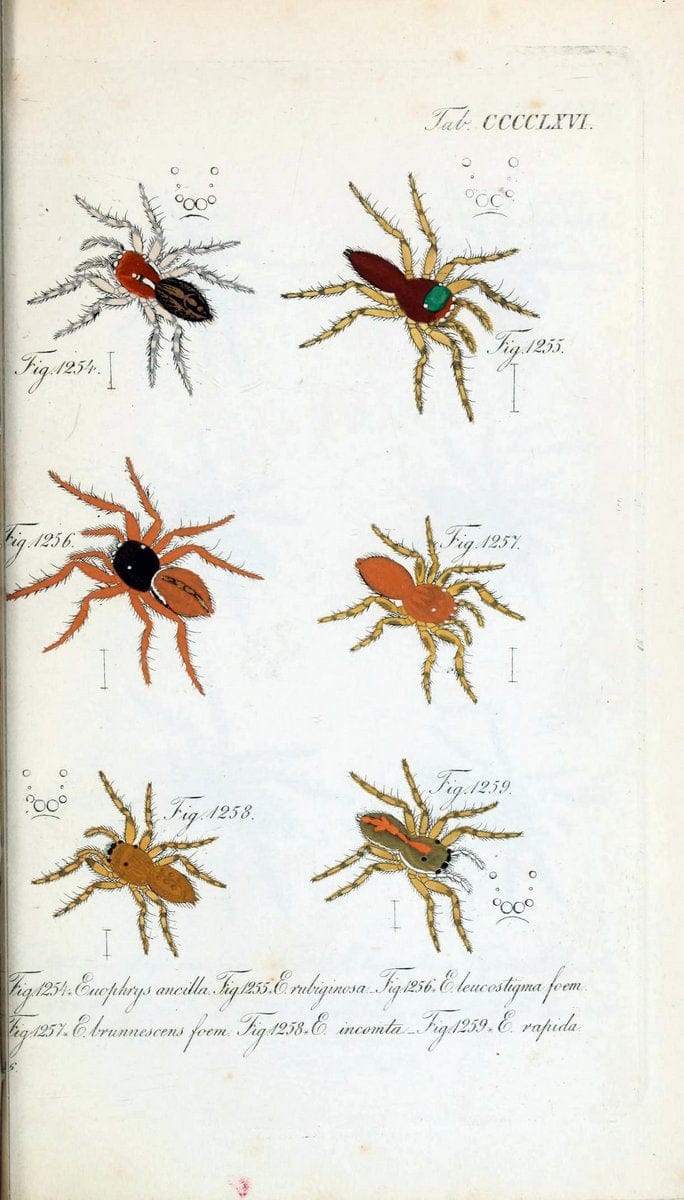 Die Arachniden :.NÃ¼rnberg :In der C. H. Zeh'schen Buchhandlung,1831-1848.  | Arachnida  | Vintage Print Reproduction 470996