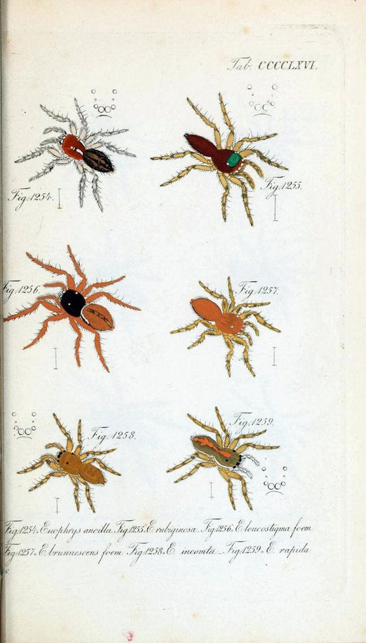 Die Arachniden :.NÃ¼rnberg :In der C. H. Zeh'schen Buchhandlung,1831-1848.  | Arachnida  | Vintage Print Reproduction 470996