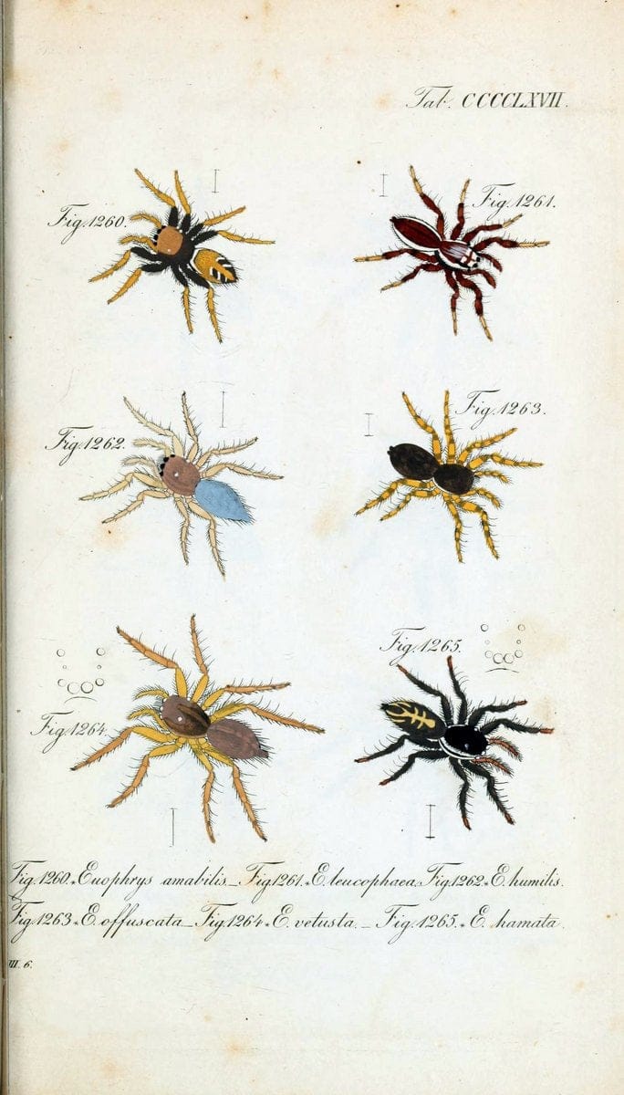 Die Arachniden :.NÃ¼rnberg :In der C. H. Zeh'schen Buchhandlung,1831-1848.  | Arachnida  | Vintage Print Reproduction 470997