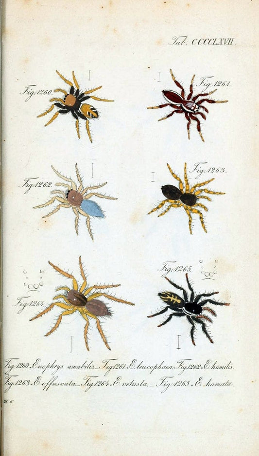 Die Arachniden :.NÃ¼rnberg :In der C. H. Zeh'schen Buchhandlung,1831-1848.  | Arachnida  | Vintage Print Reproduction 470997