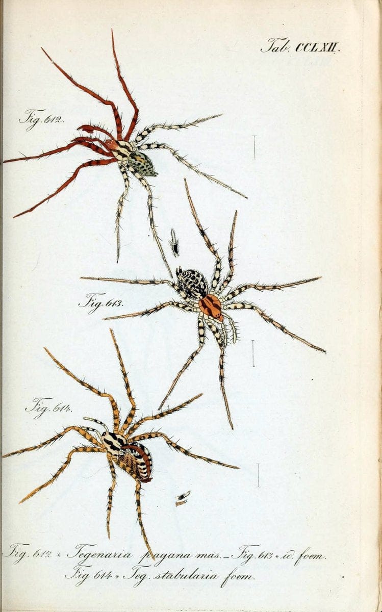 Die Arachniden :.NÃ¼rnberg :In der C. H. Zeh'schen Buchhandlung,1831-1848.  | Arachnida  | Vintage Print Reproduction 470999