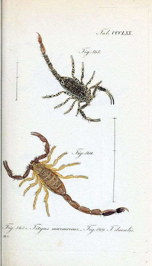 Die Arachniden :.NÃ¼rnberg :In der C. H. Zeh'schen Buchhandlung,1831-1848.  | Arachnida  | Vintage Print Reproduction 471000