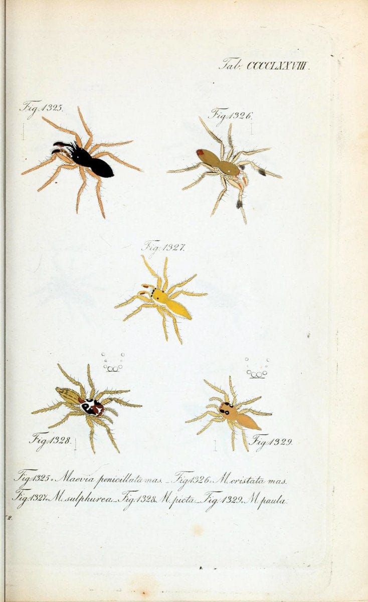 Die Arachniden :.NÃ¼rnberg :In der C. H. Zeh'schen Buchhandlung,1831-1848.  | Arachnida  | Vintage Print Reproduction 471001