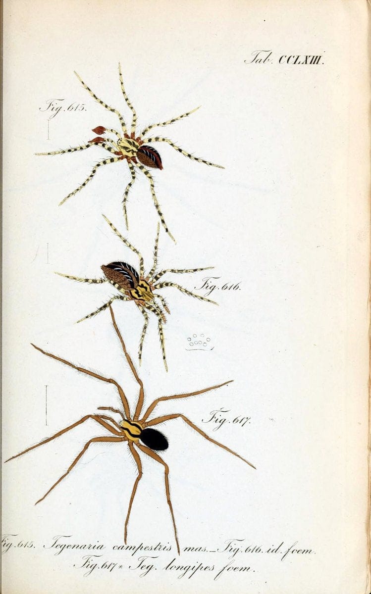 Die Arachniden :.NÃ¼rnberg :In der C. H. Zeh'schen Buchhandlung,1831-1848.  | Arachnida  | Vintage Print Reproduction 471002